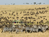 Safari in de Serengeti