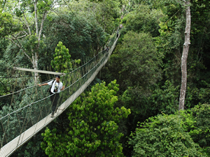 Over de Canopy Walkway